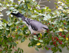 Northern Mockingbird
